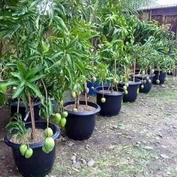 Thailand Mango Plants